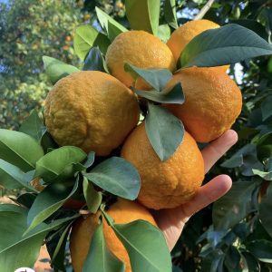seville oranges