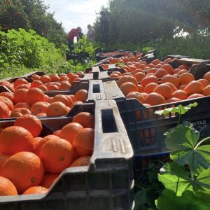 Gospa seville oranges