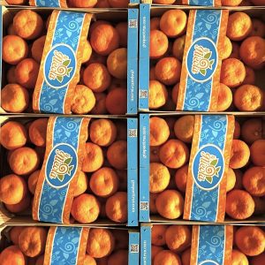 gospa seville oranges